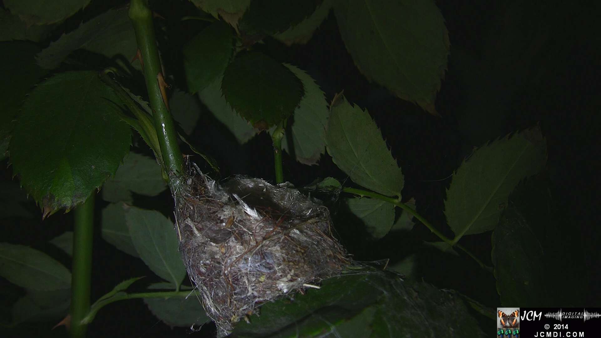 Allen's Hummingbird empty nest under construction...